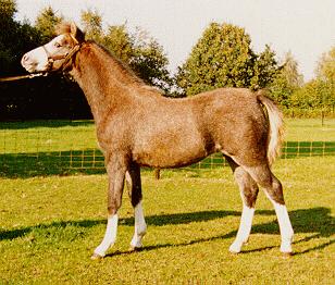 Sumrin Tequila as a foal