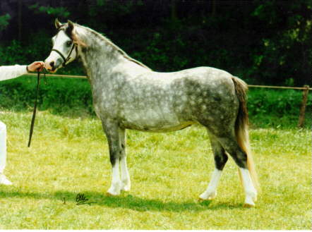 Sumrin Tequila as a 3-year old