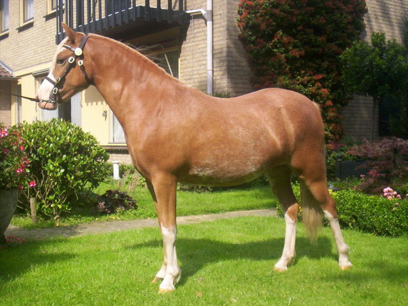Sumrin Toscane as yearling