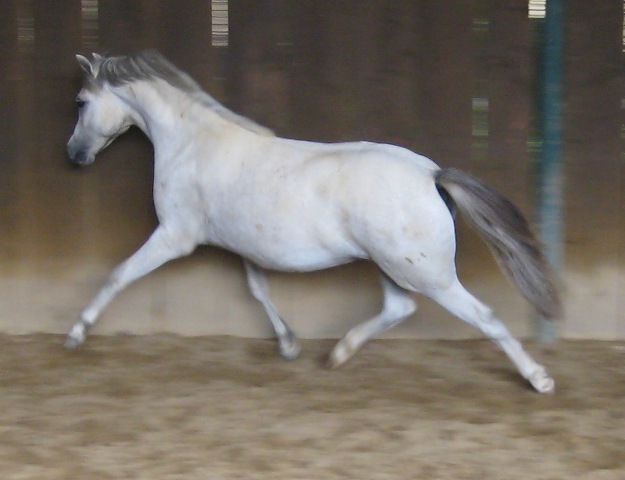 Sumrin Twilight as a yearling